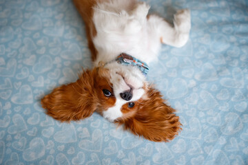 Funny Sleeping Cavalier King Charles Spaniel Puppy Face