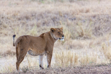 Lion
