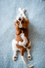 Portrait of Cavalier King Charles Spaniel. A beautiful breed of dogs.