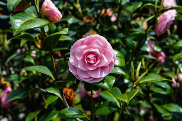 庭に咲いたピンク色のツバキ