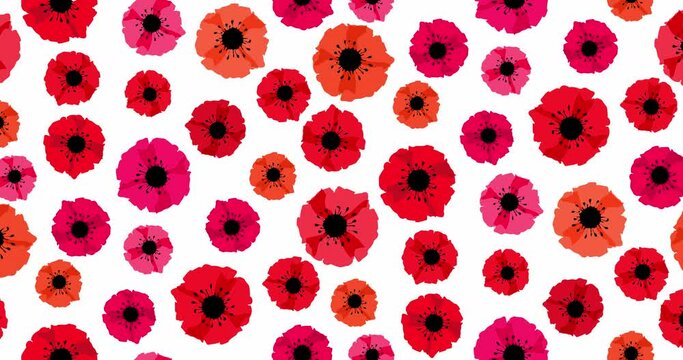 Animation seamless loop pattern with red poppies isolated on white background. Remembrance day lest we forget. Anzac day. Red poppy flower international symbol of peace. 4K video graphic animation