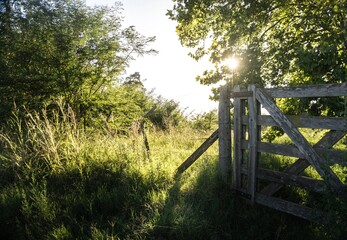 gate of a field in the green forest with warm natural light