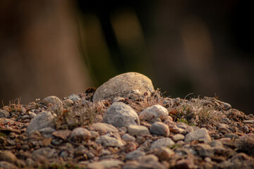Detailed rocks.