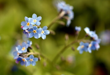 Nahaufnahme von Vergissmeinnichtblüten