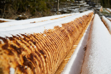Snow lies on a thick spruce log in the forest. Will a table or shelf be made from this good piece?
