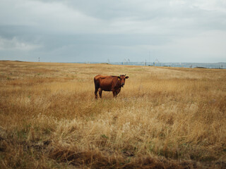 A large red cow grazes in a field in the nature of a horn pet