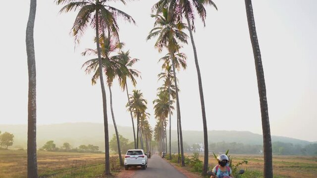 Palm tree planted in a row