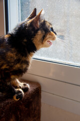 domestic mongrel cat menacingly looks and growls through the dirty window