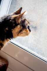 domestic mongrel cat menacingly looks in  the dirty window