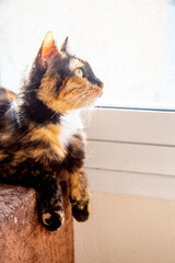domestic mongrel cat menacingly looks in  the dirty window