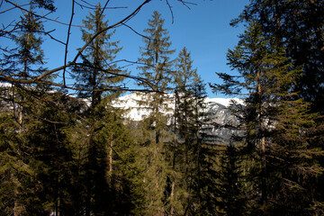 Fototapeta premium Walking through a forest near Flims in Switzerland 20.2.2021