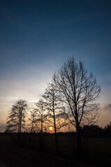 Morning glory sunrise with dark trees in silhouette against an orange hazy background. High quality photo
