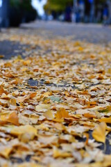 autumn leaves on the ground
