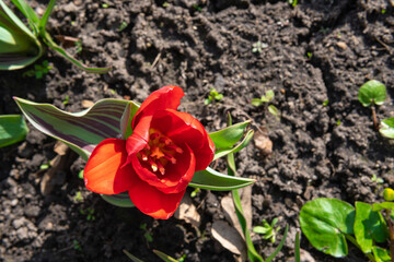 Field of red tulips in soil. Vibrant red flowers in spring. 