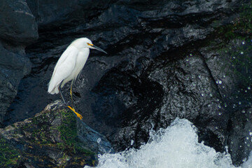 great heron