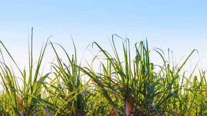 Naklejka premium Sunset over sugar cane field