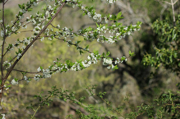 Spring, blooming Tuscany with historic houses 