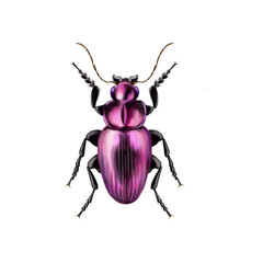 Beautiful illustration of the pink beetle