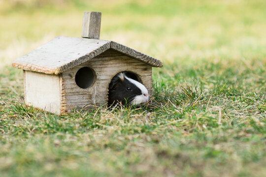 Small wooden house for guinea pig. Redent inhabits old wooden shanty on green grass. 