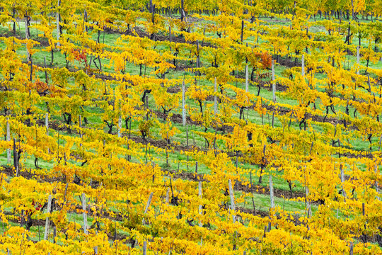 Patterned rows of yellow vines in Autumn, Panzano in Chianti, Tuscany, Italy