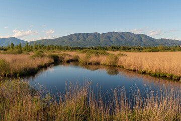 Palude Brabbia and Campo dei Fiori mountain range near Lake Varese, Varese, Lombardy, Italy