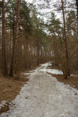 Forest icy road in winter forest