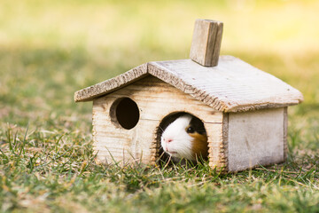 Small wooden house for guinea pig. Redent inhabits old wooden shanty on green grass. 