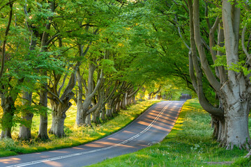 Beech tree avenue and road in morning sunlight in spring, Badbury Rings, Dorset, England, United Kingdom