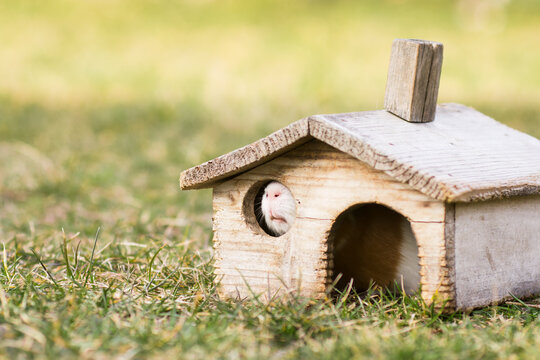 Small wooden house for guinea pig. Redent inhabits old wooden shanty on green grass. 