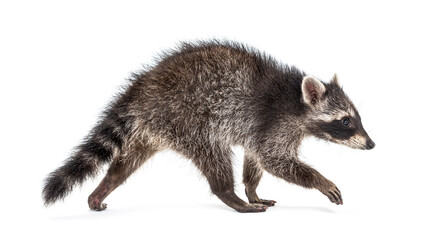 Side view of a young walking raccoon isolated on white © Eric Isselée