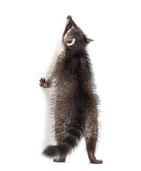 Raccoon getting to know on hind legs, looking up, isolated © Eric Isselée