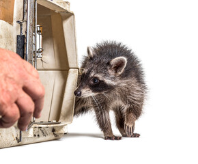 Training for a young raccoon who is trying to get in a transportation box © Eric Isselée