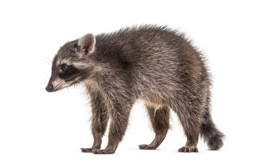 Side view of a standing Young Raccoon, isolated