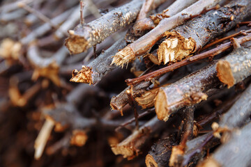 Spring cleaning of the garden. Garden waste. The wood is tied with a rope. Picnic brushwood. Close-up
