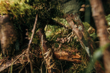 A tree in a forest