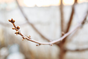 Cherry buds in spring. Chaenomeles in the spring. Branches of a tree with green buds and buds on trees swell with the arrival of spring and the sun.