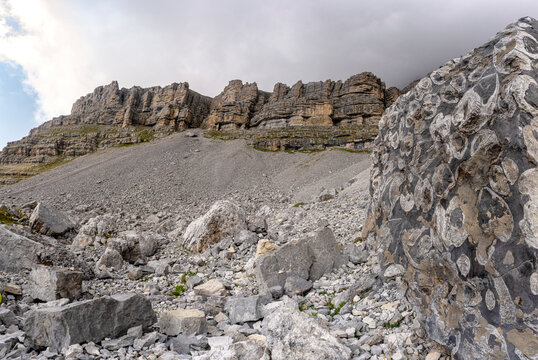 Fossils of animal shells on rocks, Orti della Regina, Brenta Dolomites, Madonna di Campiglio, Trentino-Alto Adige, Italy