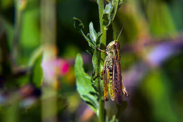 Fototapeta premium Agricultural pest Grasshopper or locust sitting on grass