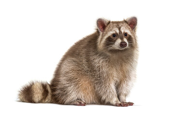 Red Raccoon looking away isolated on white