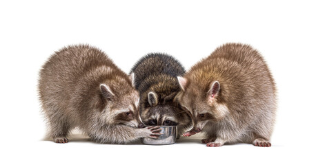 three raccoons eating from a dog bowl