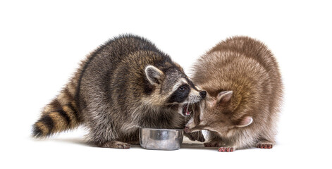 Two raccoons fighting to eat from a same dog bowl © Eric Isselée