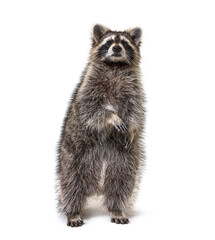 raccoon on hind legs, isolated on white © Eric Isselée