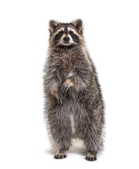 Raccoon on hind legs looking at the camera, isolated on white