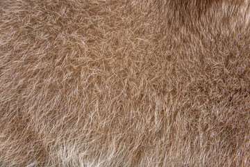 Fur closeup on a brown raccoon fur