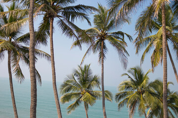 Palm trees juicy greenery against the blue sky, beautiful summer background. Travel concept