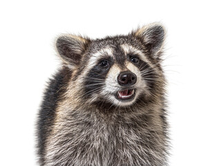 Obraz premium head shot of a young Raccoon facing at the camera, isolated