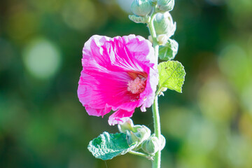 Pink flower mallow or malva in the garden on a natural background