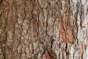 Background and Texture - Close-up texture of the bark of a tree.