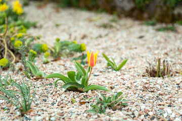 spring flowers in flower park easter