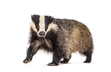 European badger, six months old, walking in front © Eric Isselée